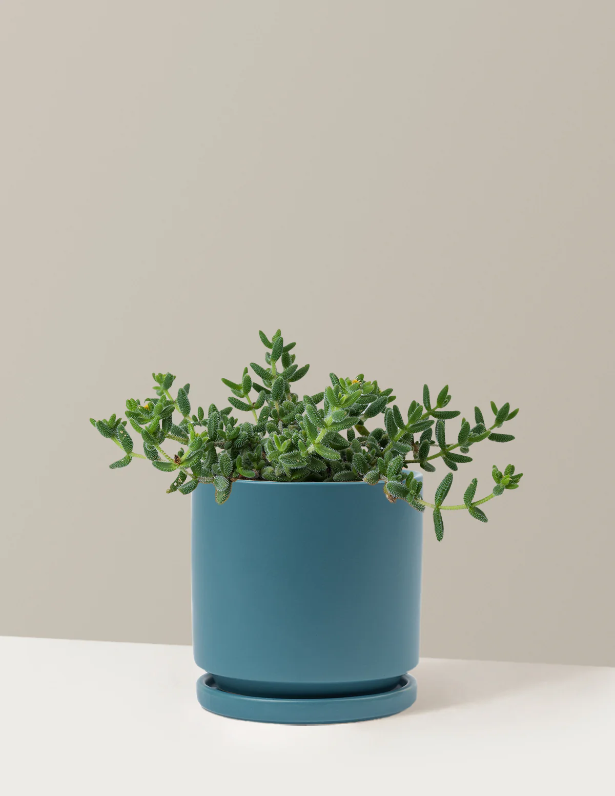 Pickle Plant - Image 15