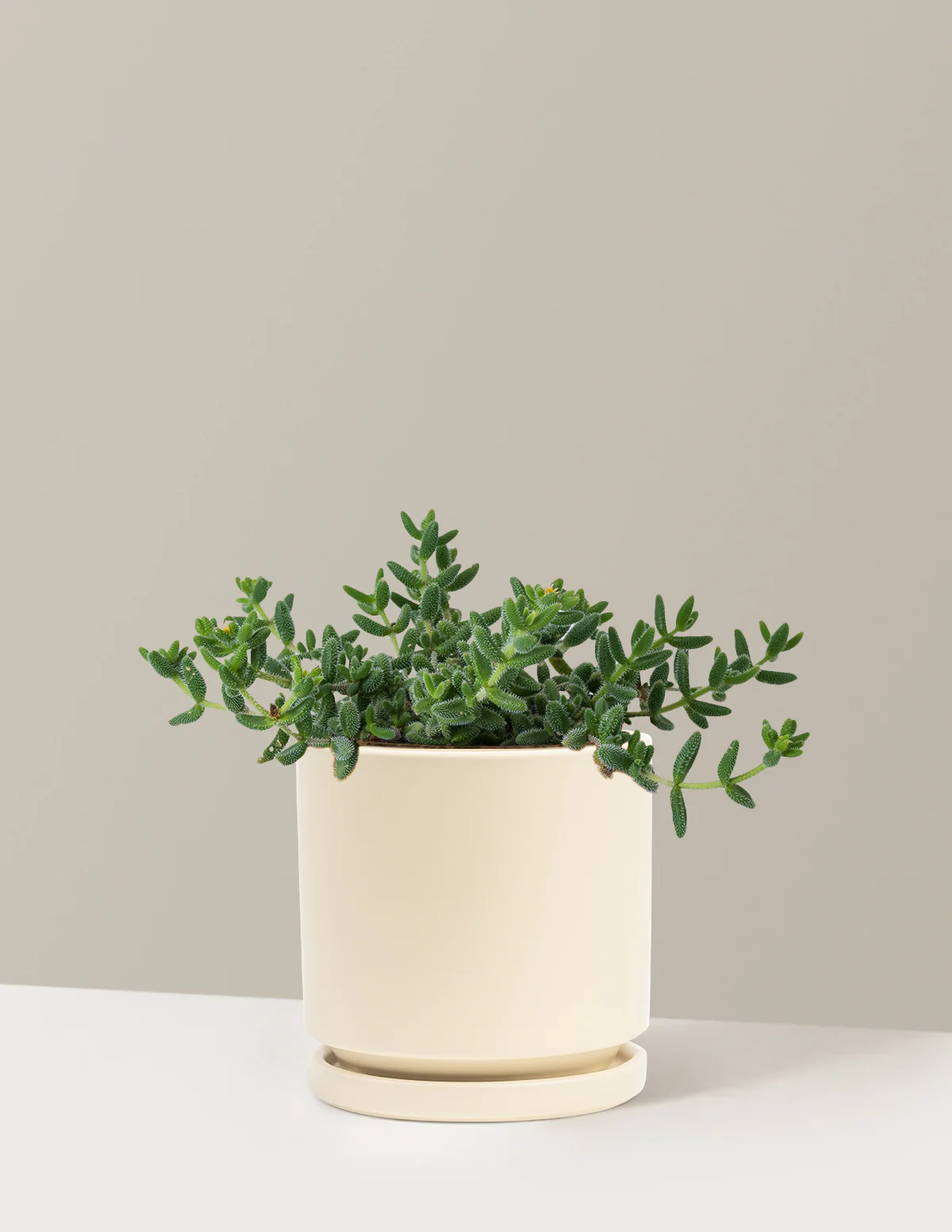 Pickle Plant - Image 23