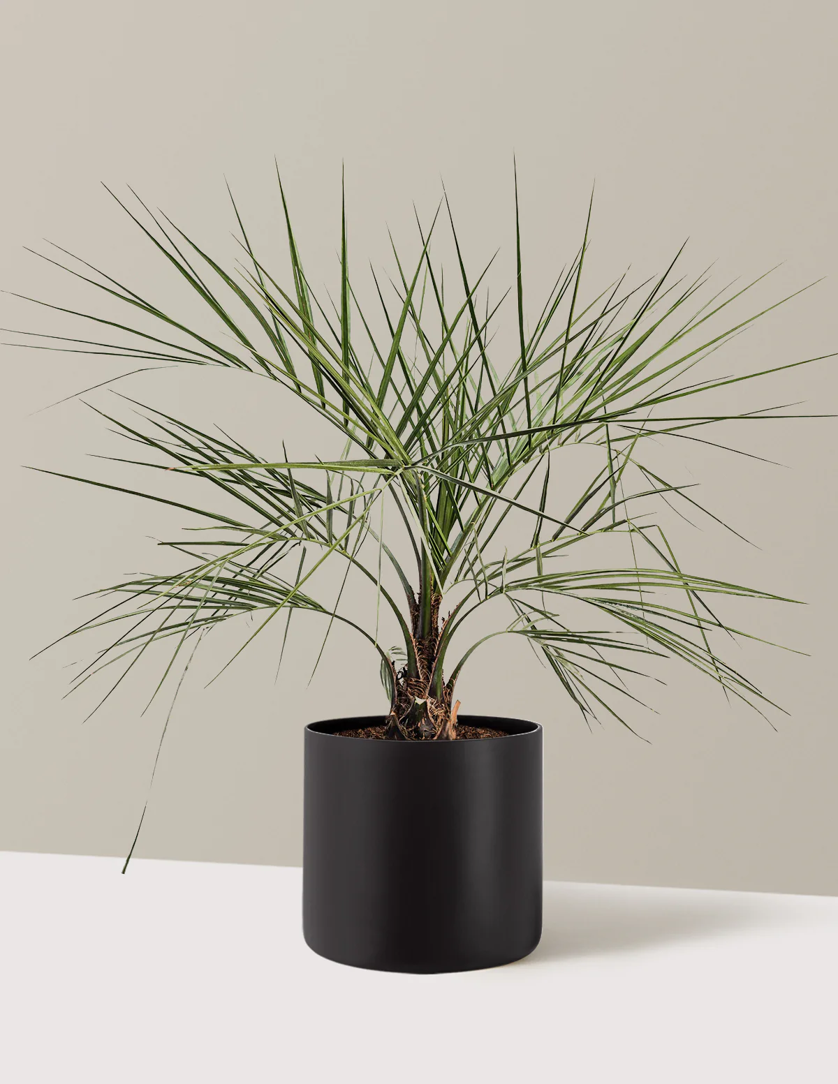Pindo Palm - Image 5