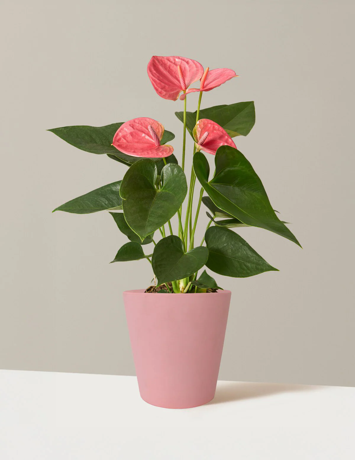 Pink Anthurium - Image 14