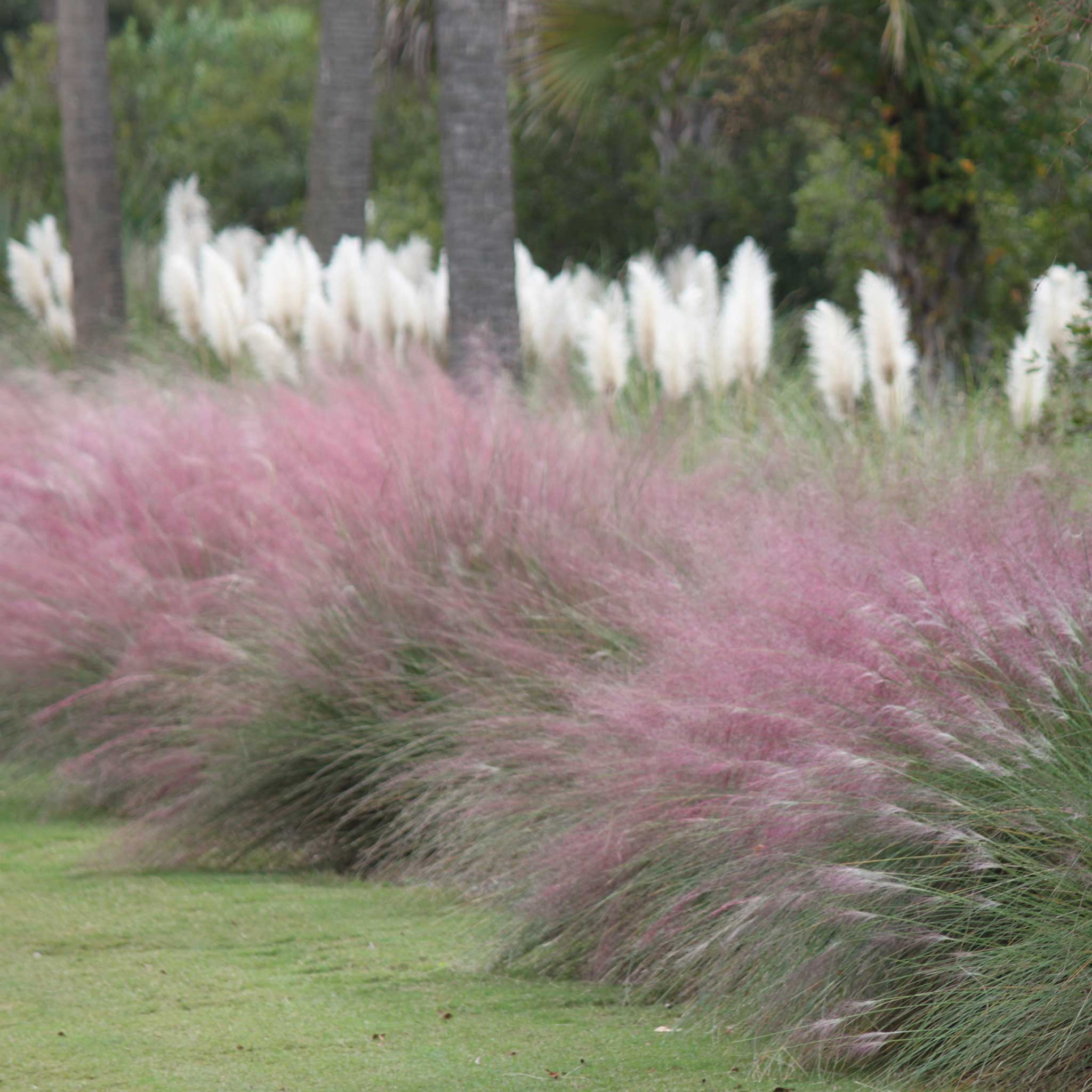 Pink Muhly Grass - Image 3