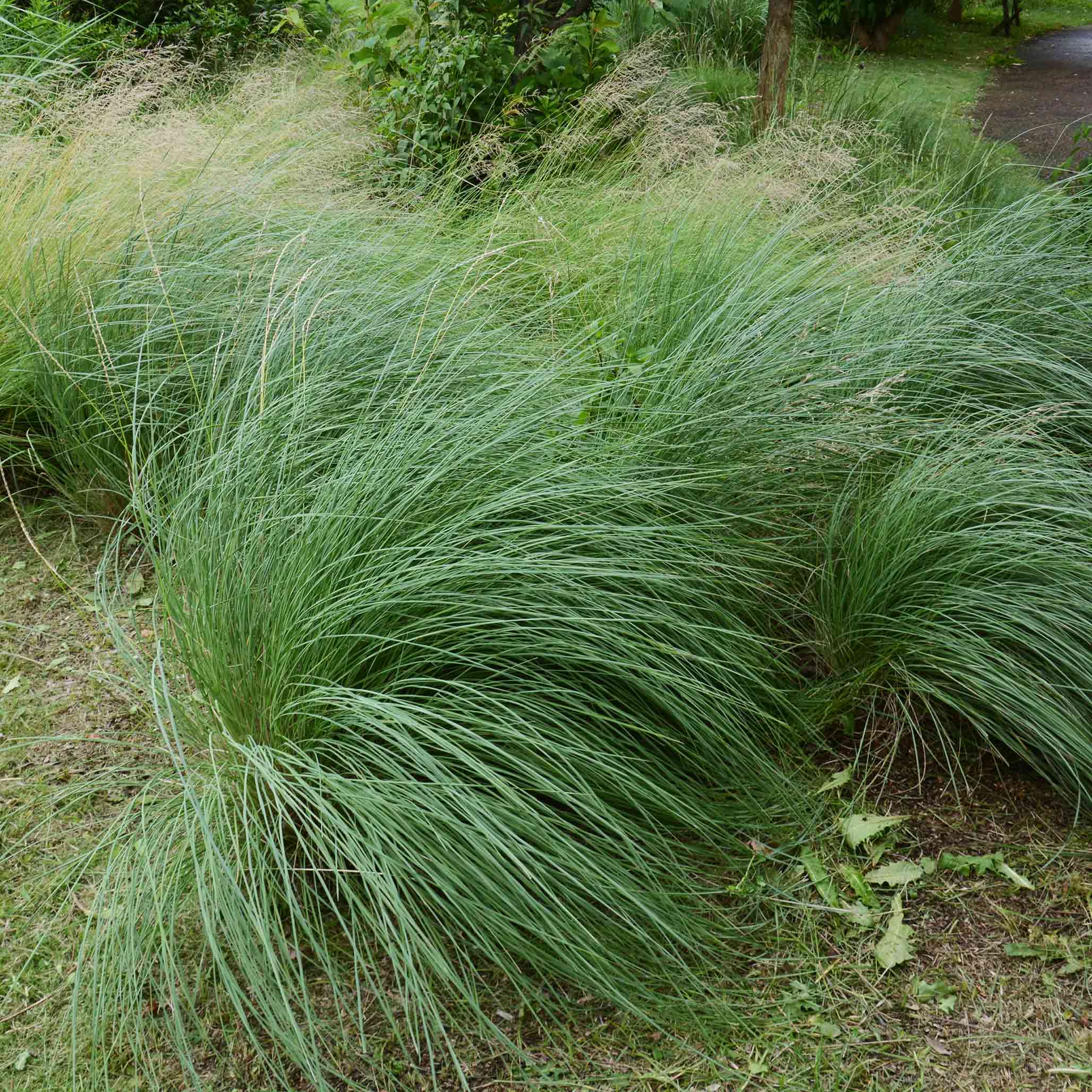 Pink Muhly Grass - Image 4