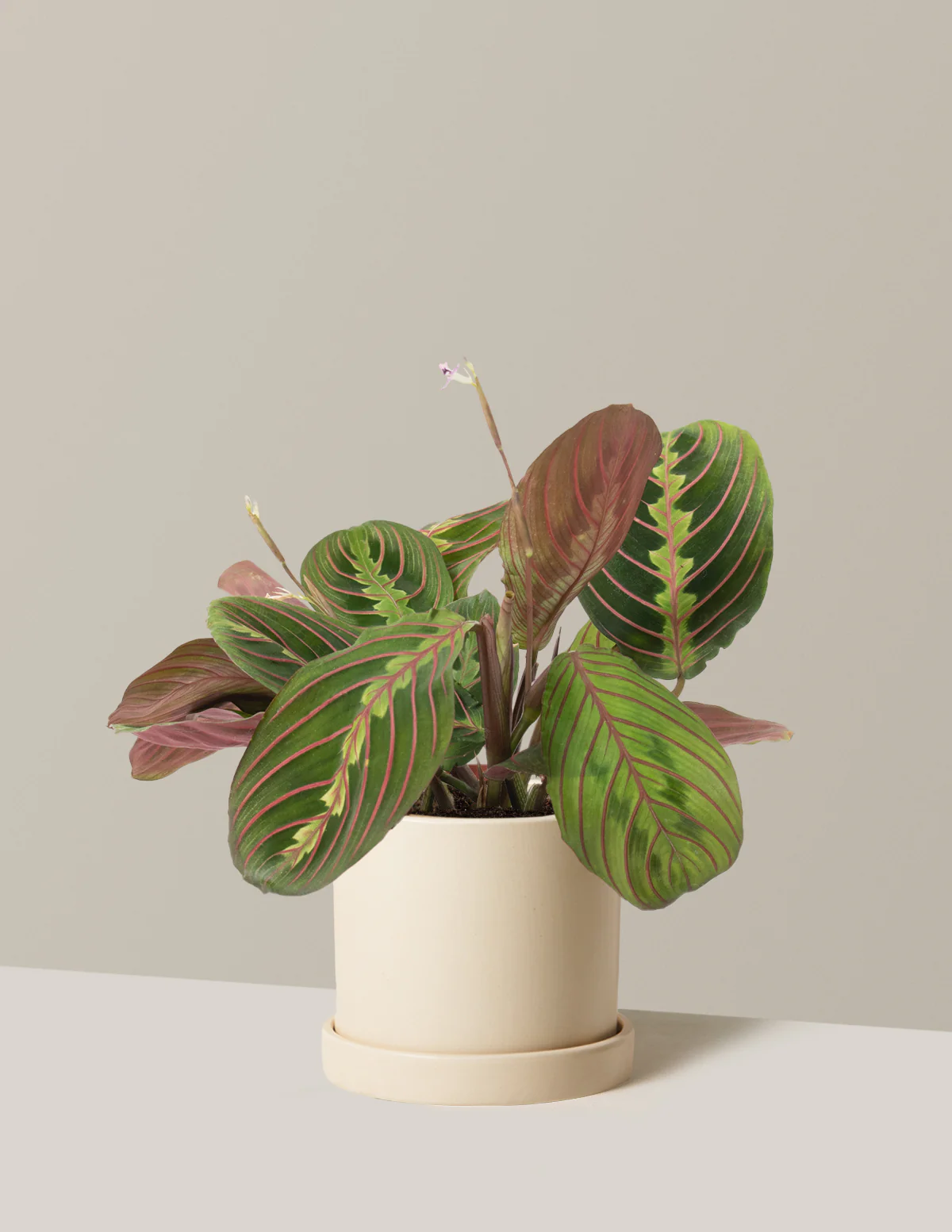 Red Prayer Plant - Image 12