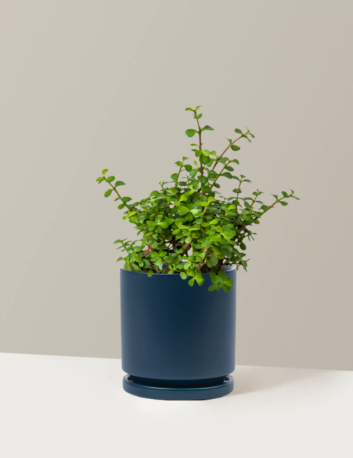 Plant Of The Month Club - Image 15
