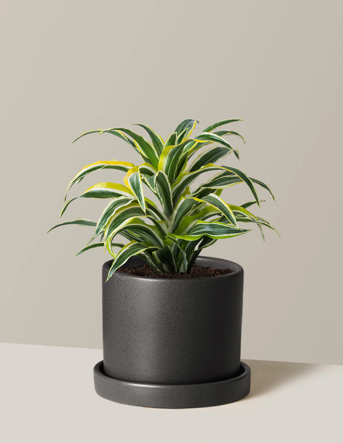 Plant Of The Month Club - Image 22