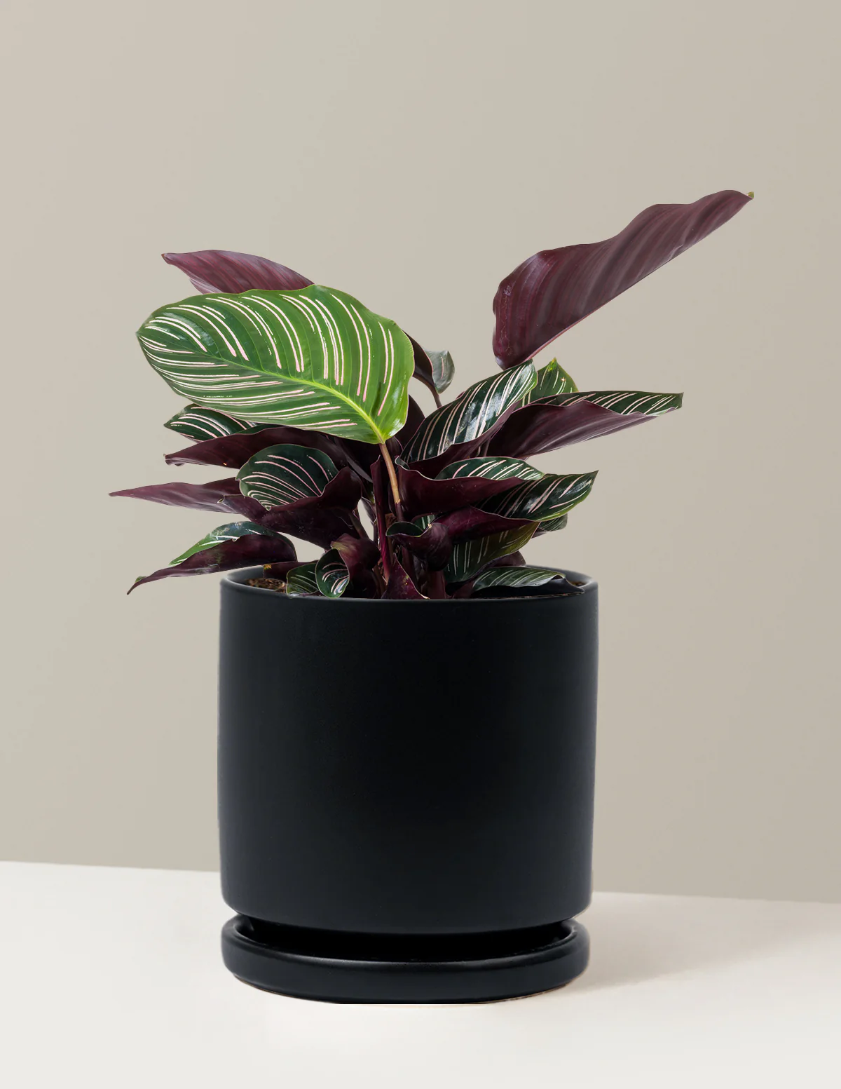 Plant Of The Month Club - Image 27