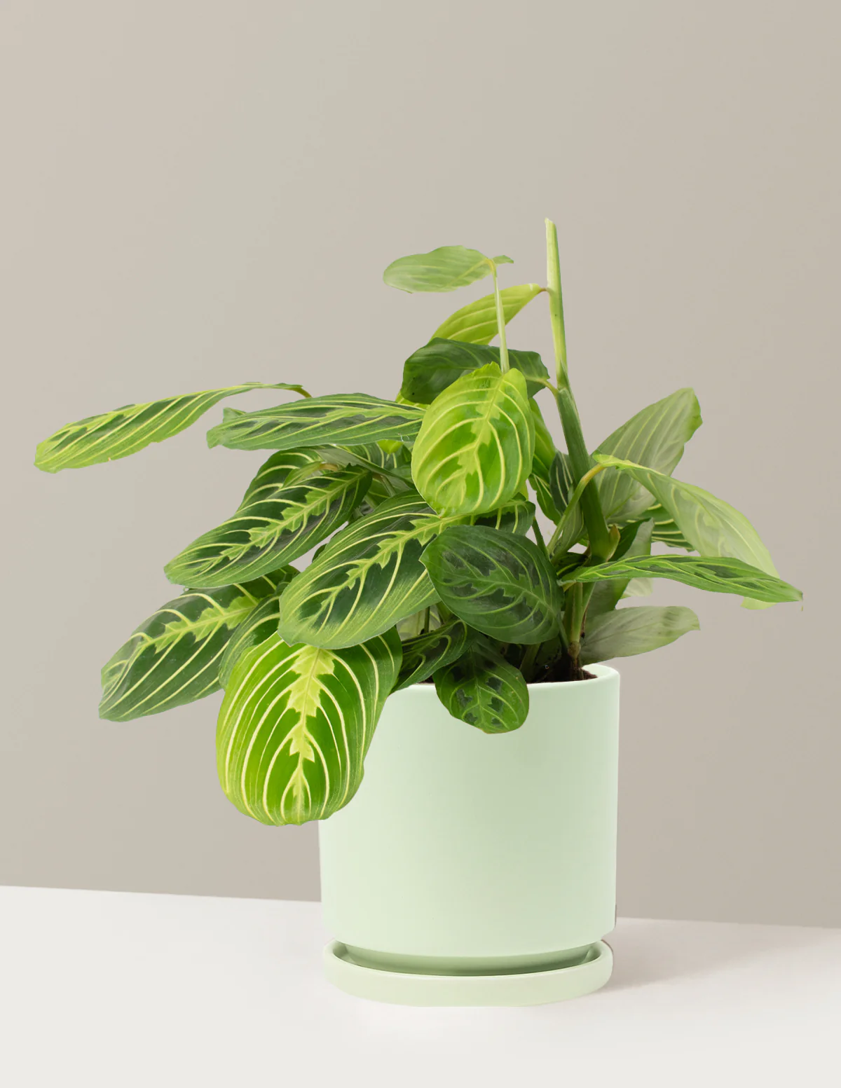 Lemon Lime Prayer Plant - Image 25