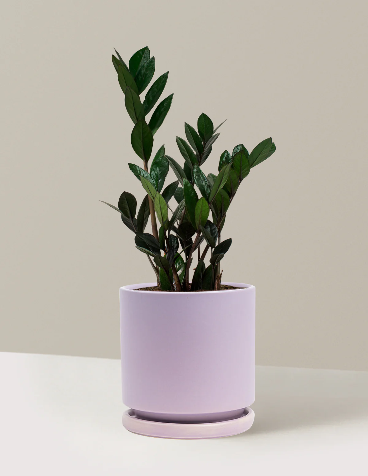 Black ZZ Plant - Image 70