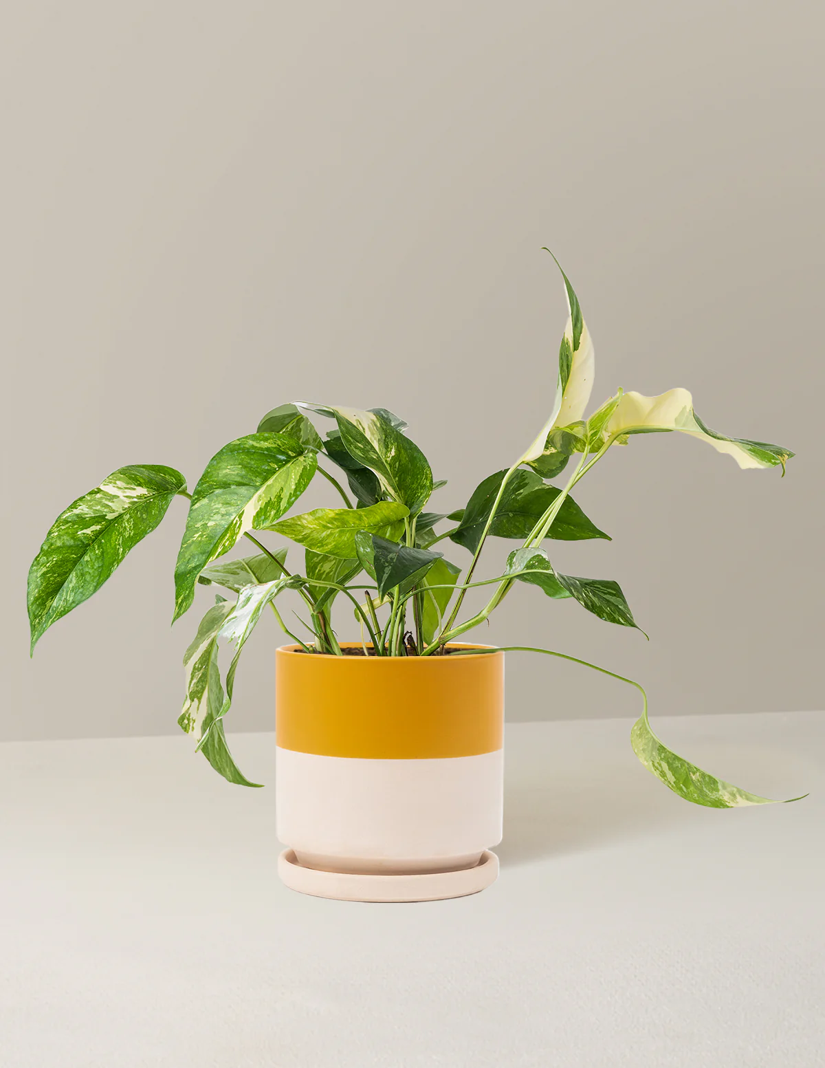 Pothos Albo - Image 18