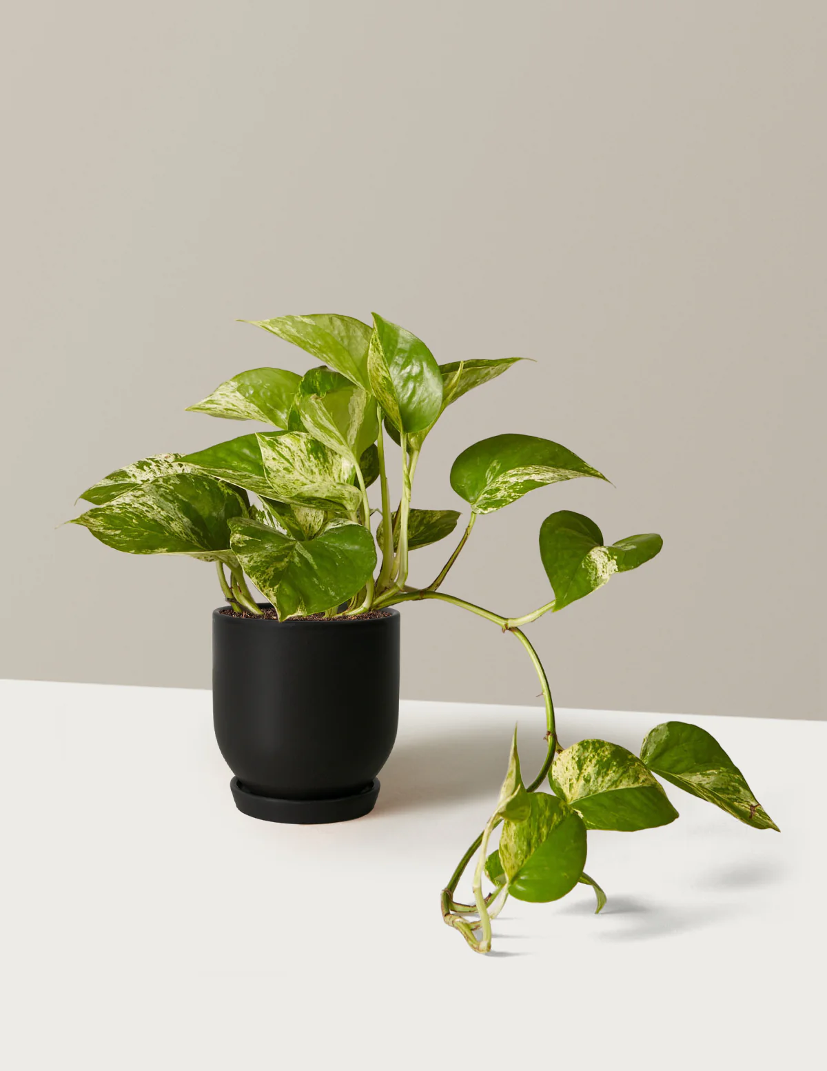 Pothos Marble Queen - Image 10