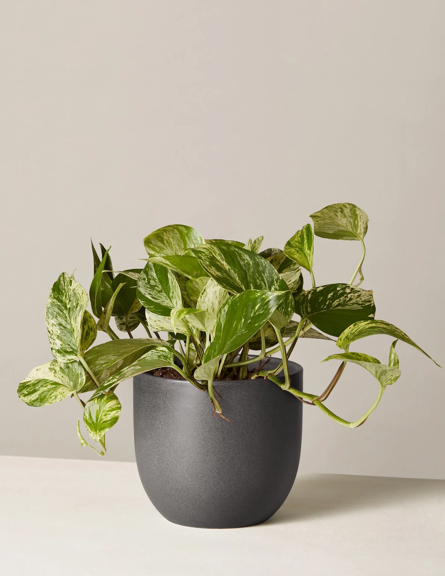 Pothos Marble Queen - Image 11