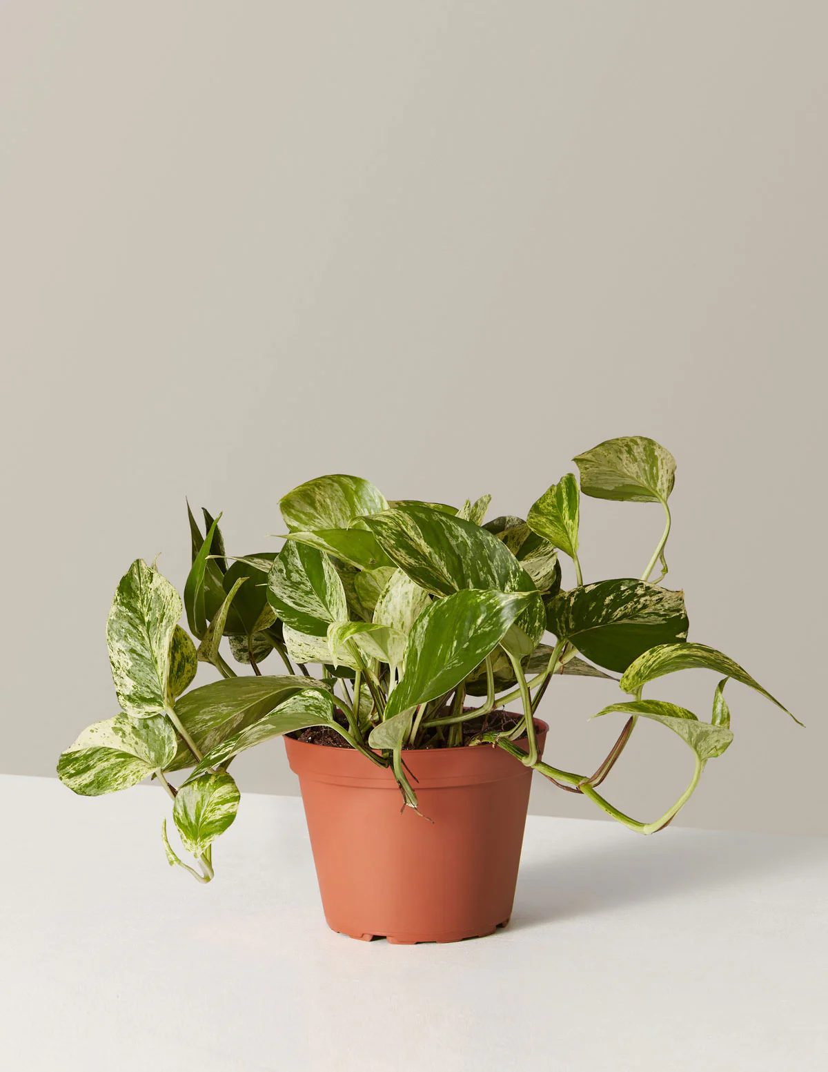 Pothos Marble Queen - Image 12
