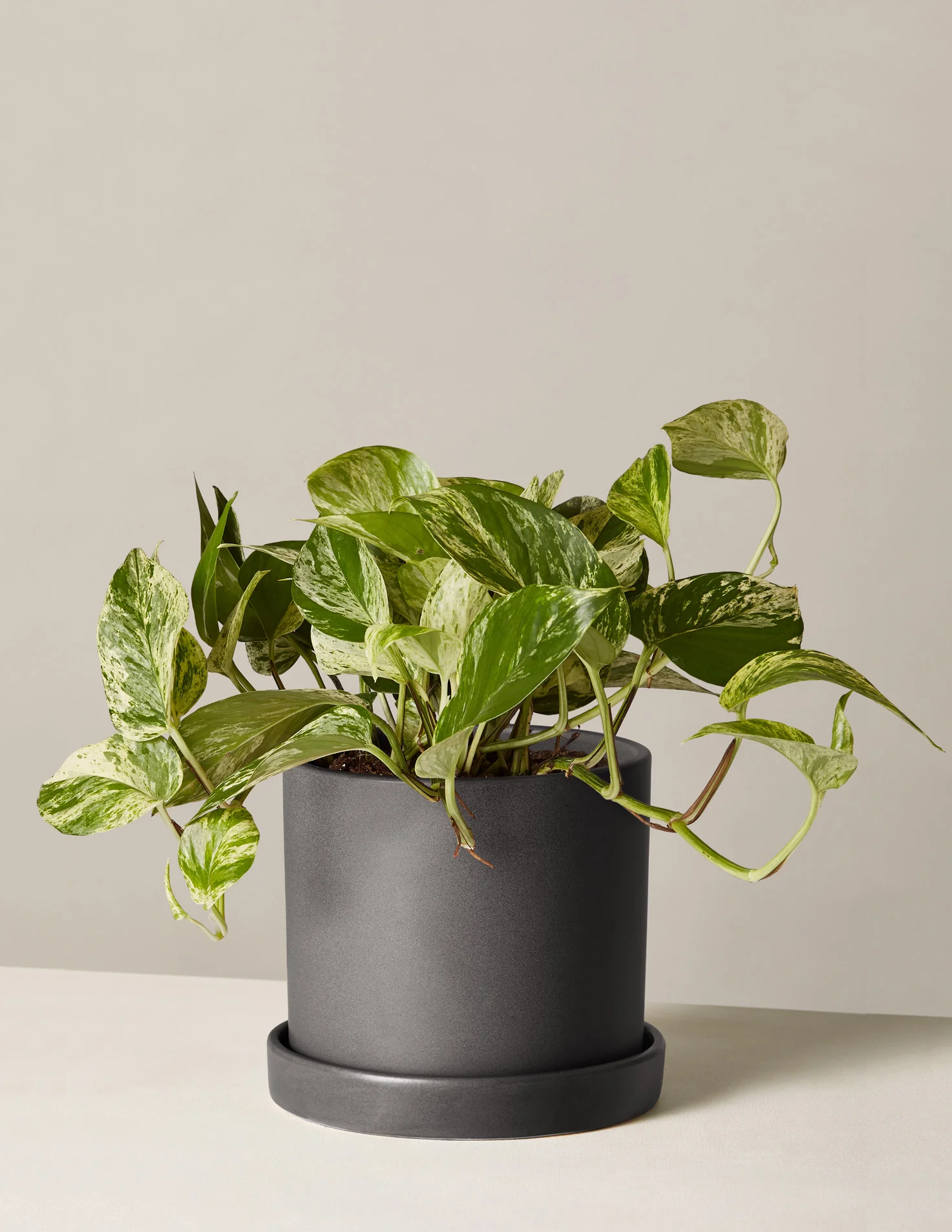 Pothos Marble Queen - Image 13