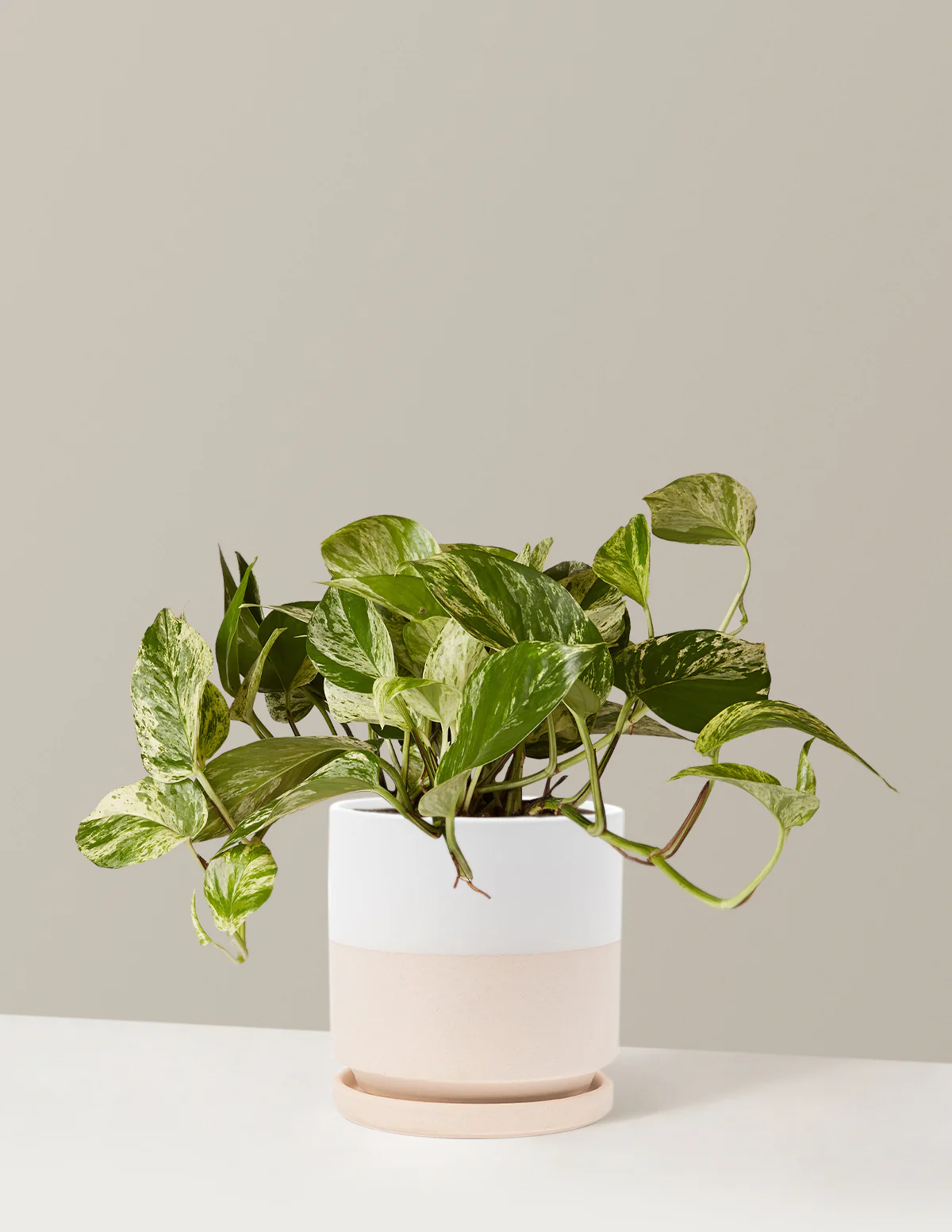 Pothos Marble Queen - Image 14