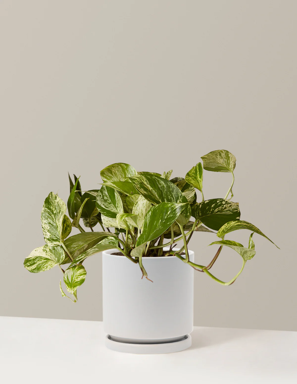 Pothos Marble Queen - Image 15