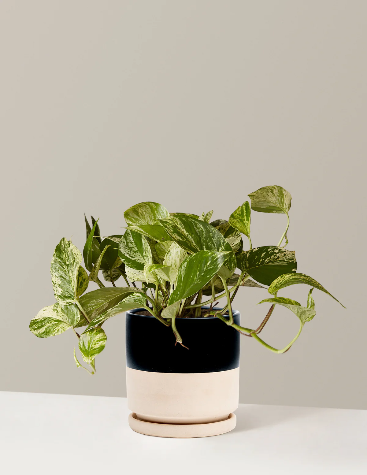 Pothos Marble Queen - Image 16