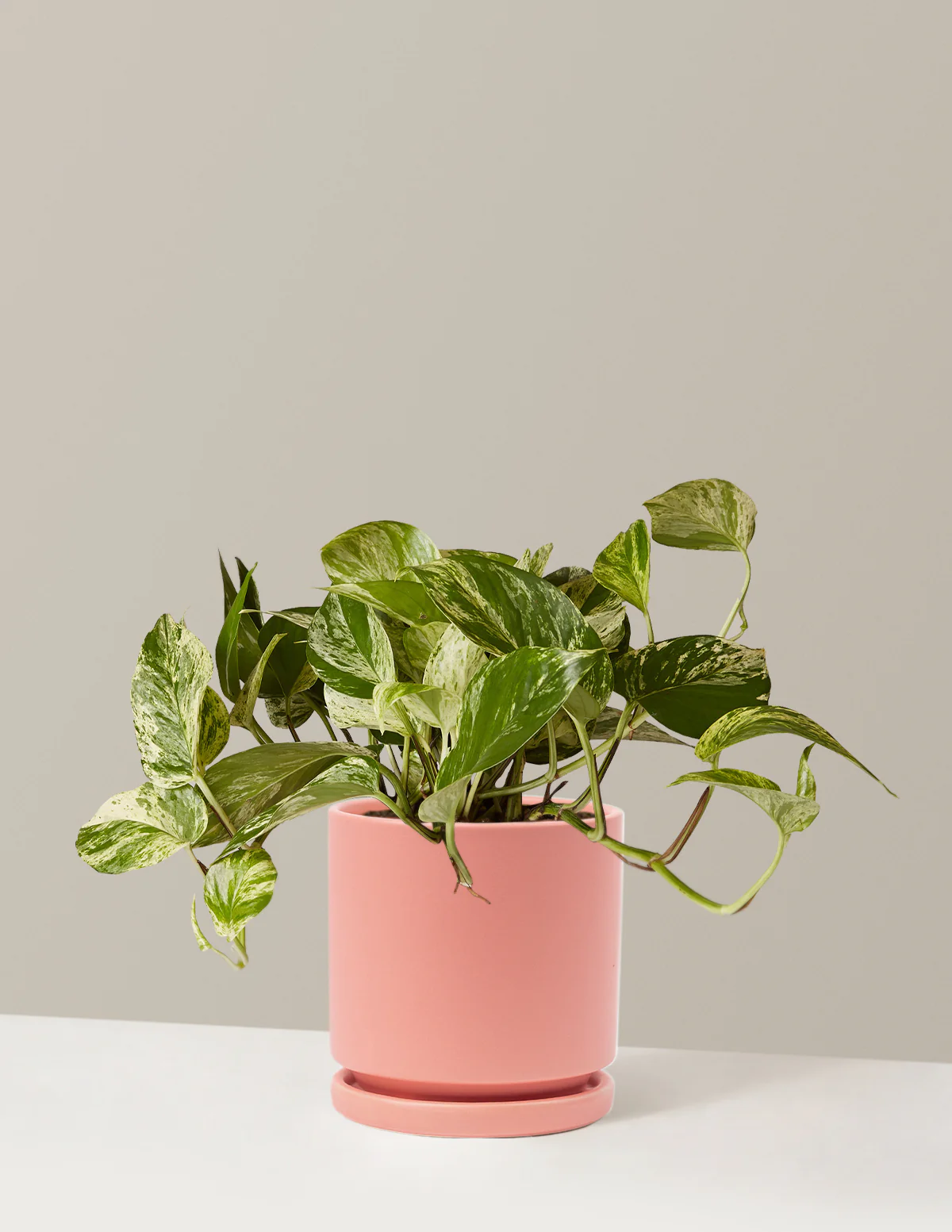 Pothos Marble Queen - Image 17
