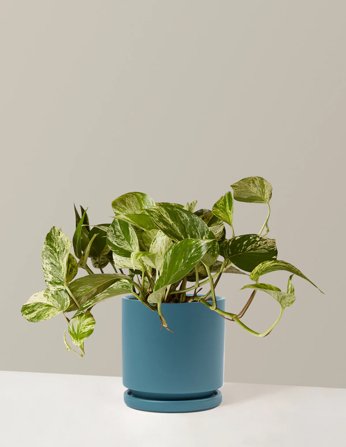 Pothos Marble Queen - Image 18