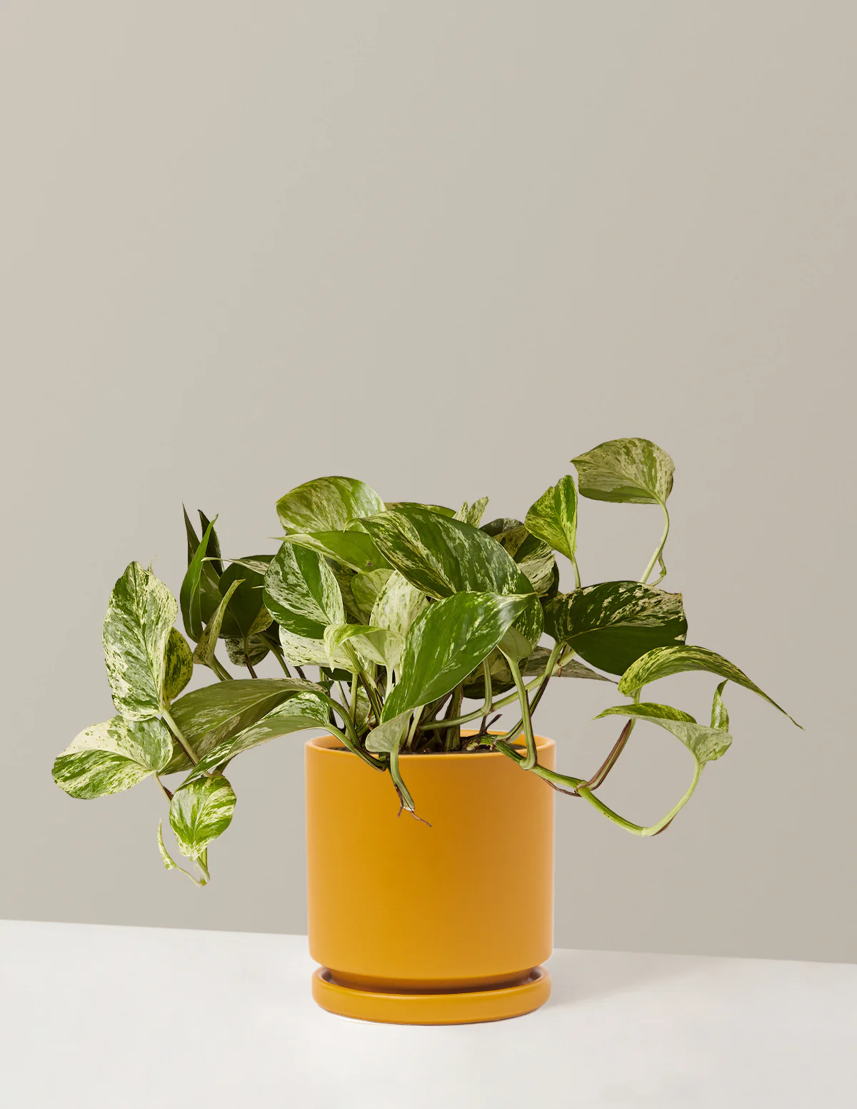 Pothos Marble Queen - Image 19