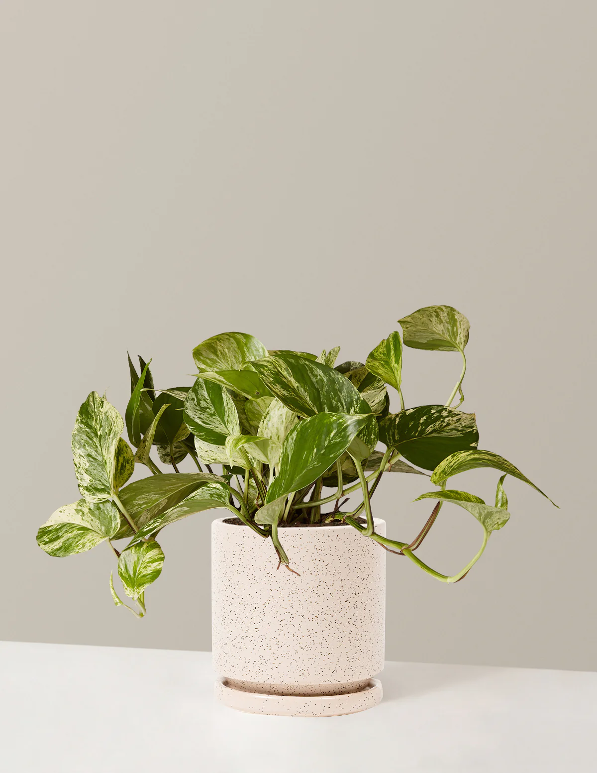 Pothos Marble Queen - Image 20