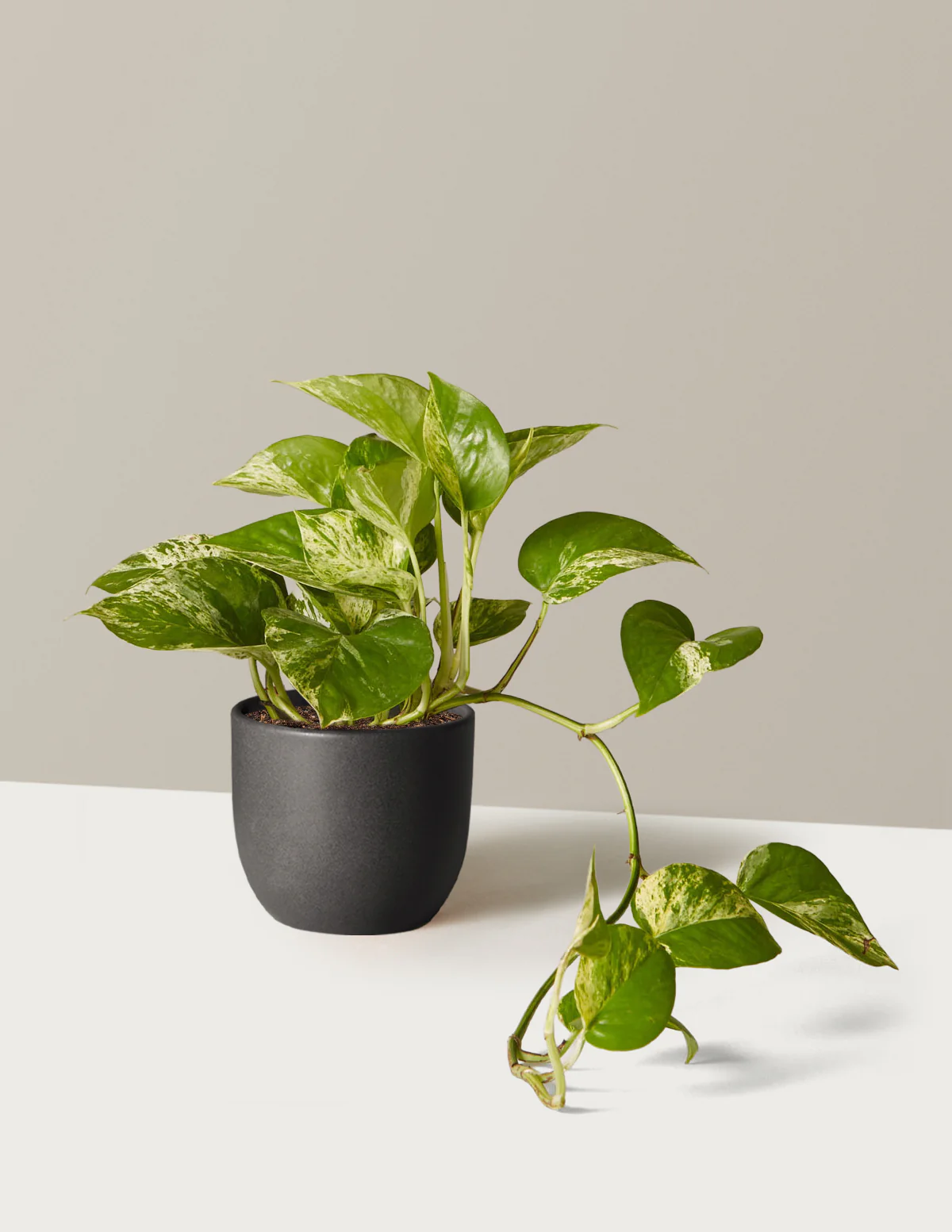 Pothos Marble Queen - Image 21