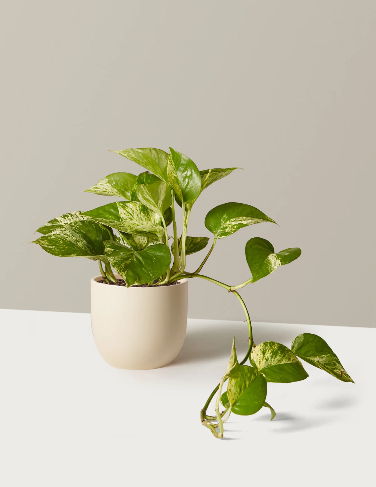 Pothos Marble Queen - Image 22