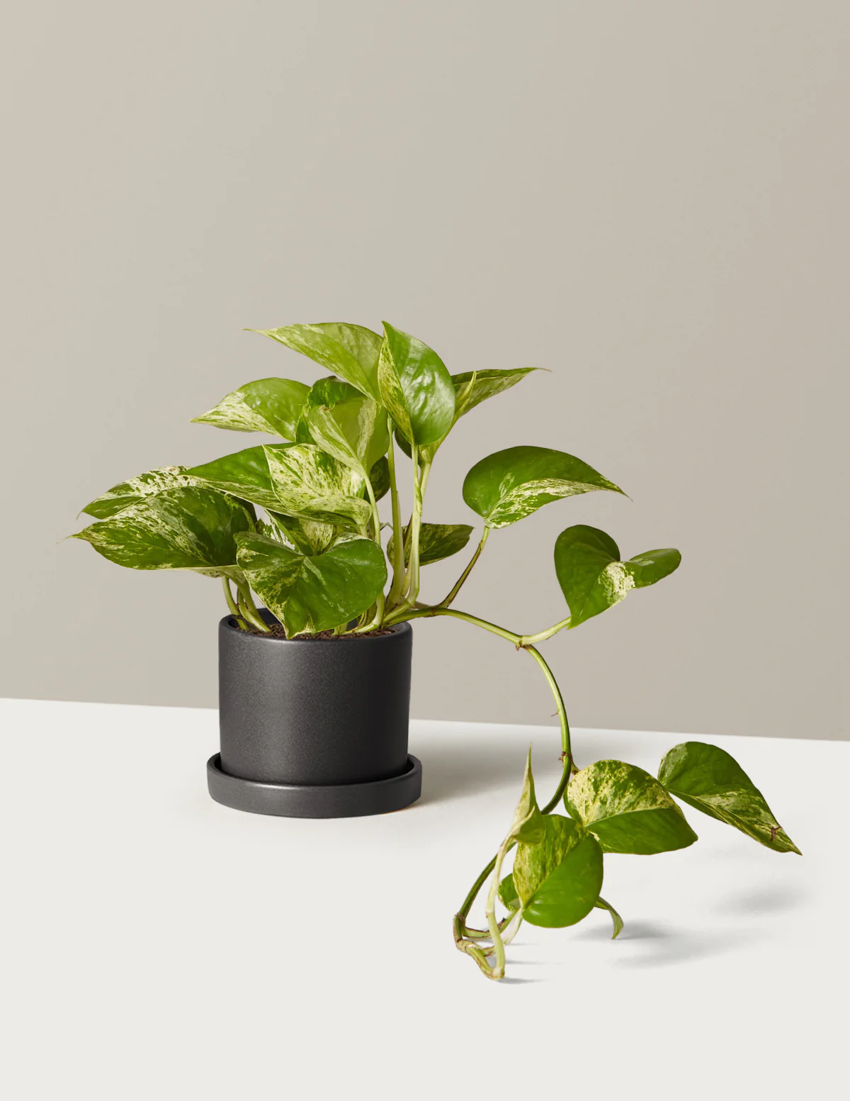 Pothos Marble Queen - Image 23