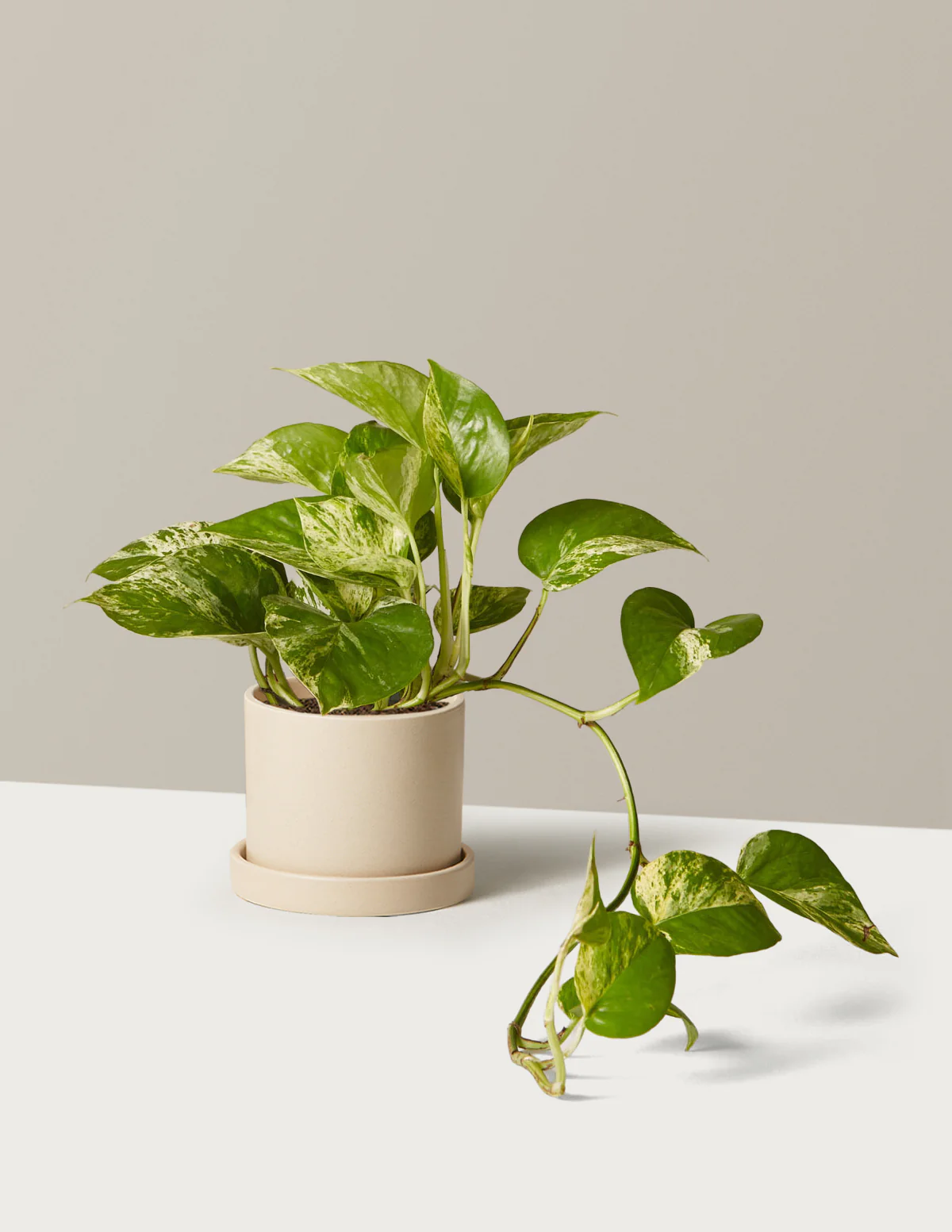 Pothos Marble Queen - Image 24
