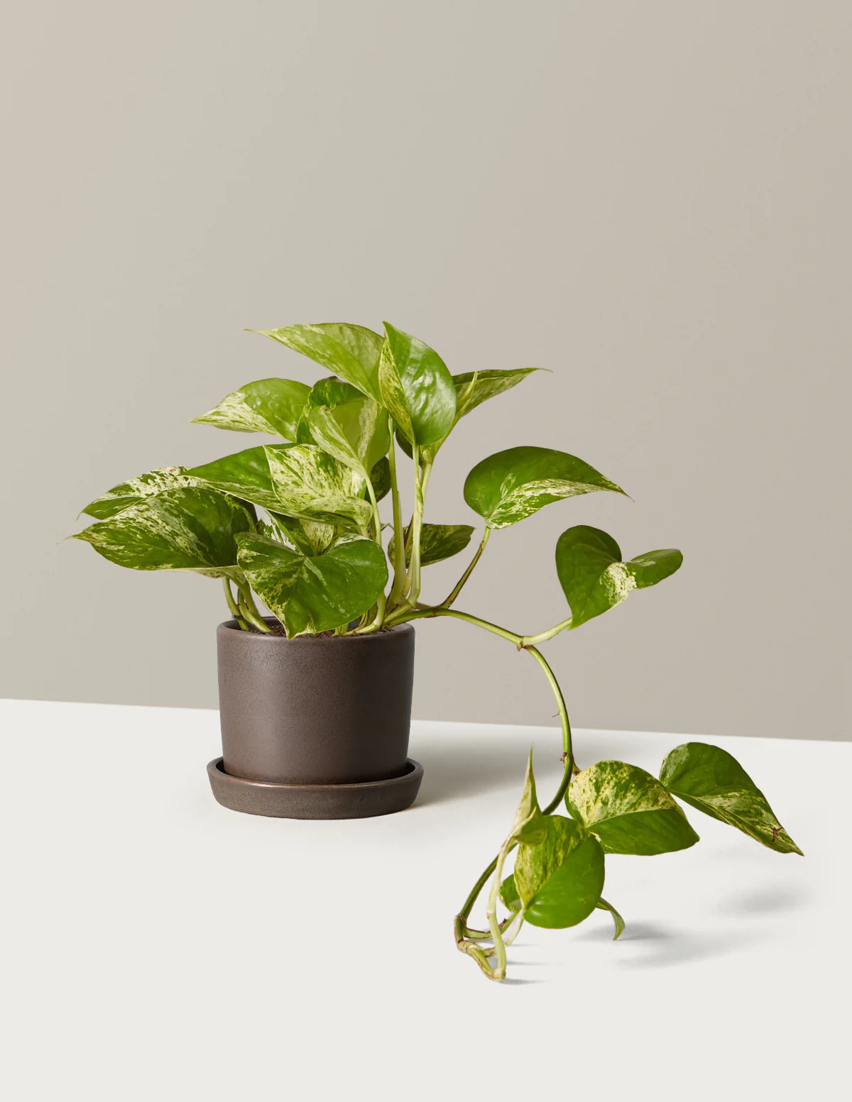 Pothos Marble Queen - Image 25