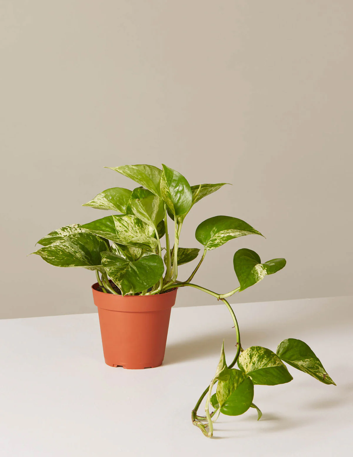 Pothos Marble Queen - Image 26