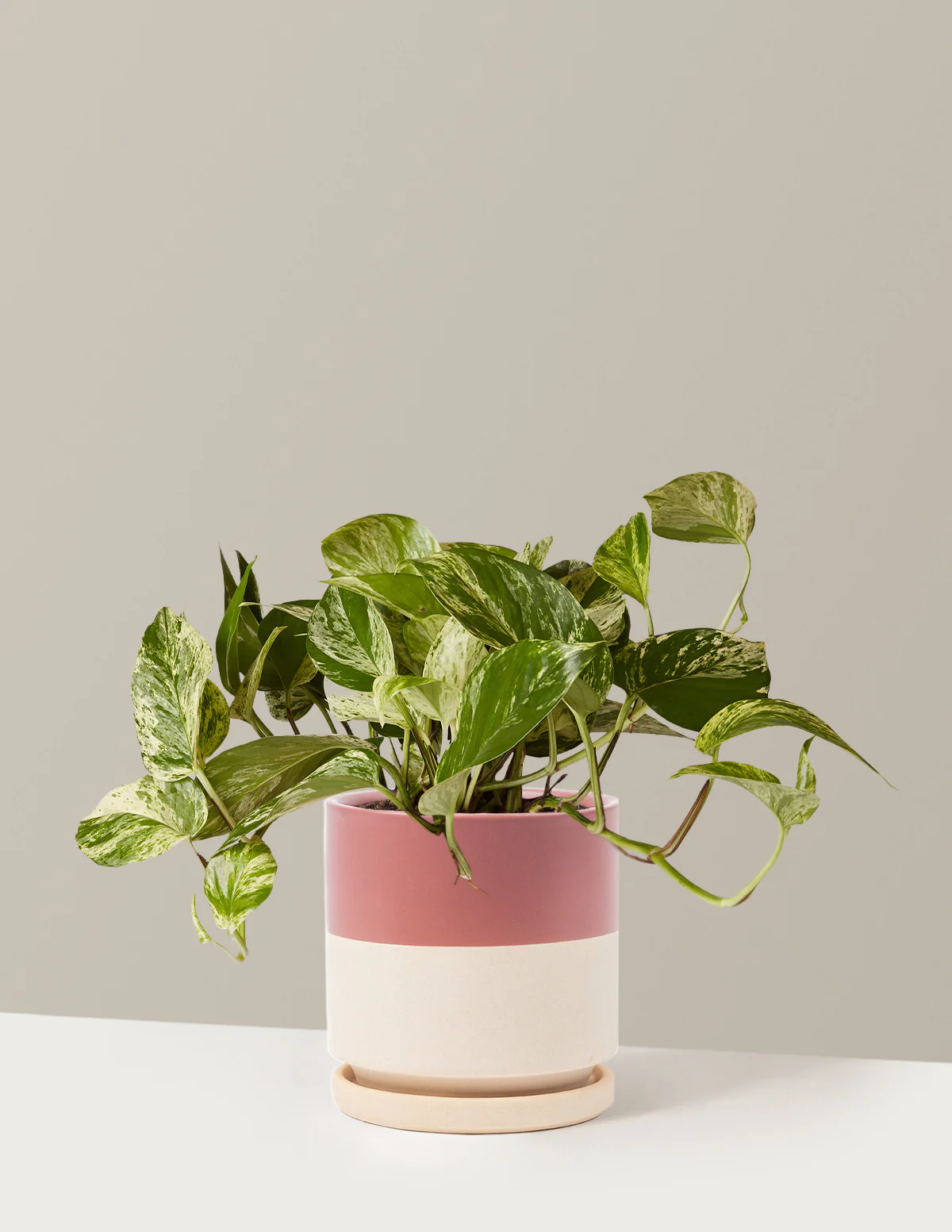 Pothos Marble Queen - Image 27
