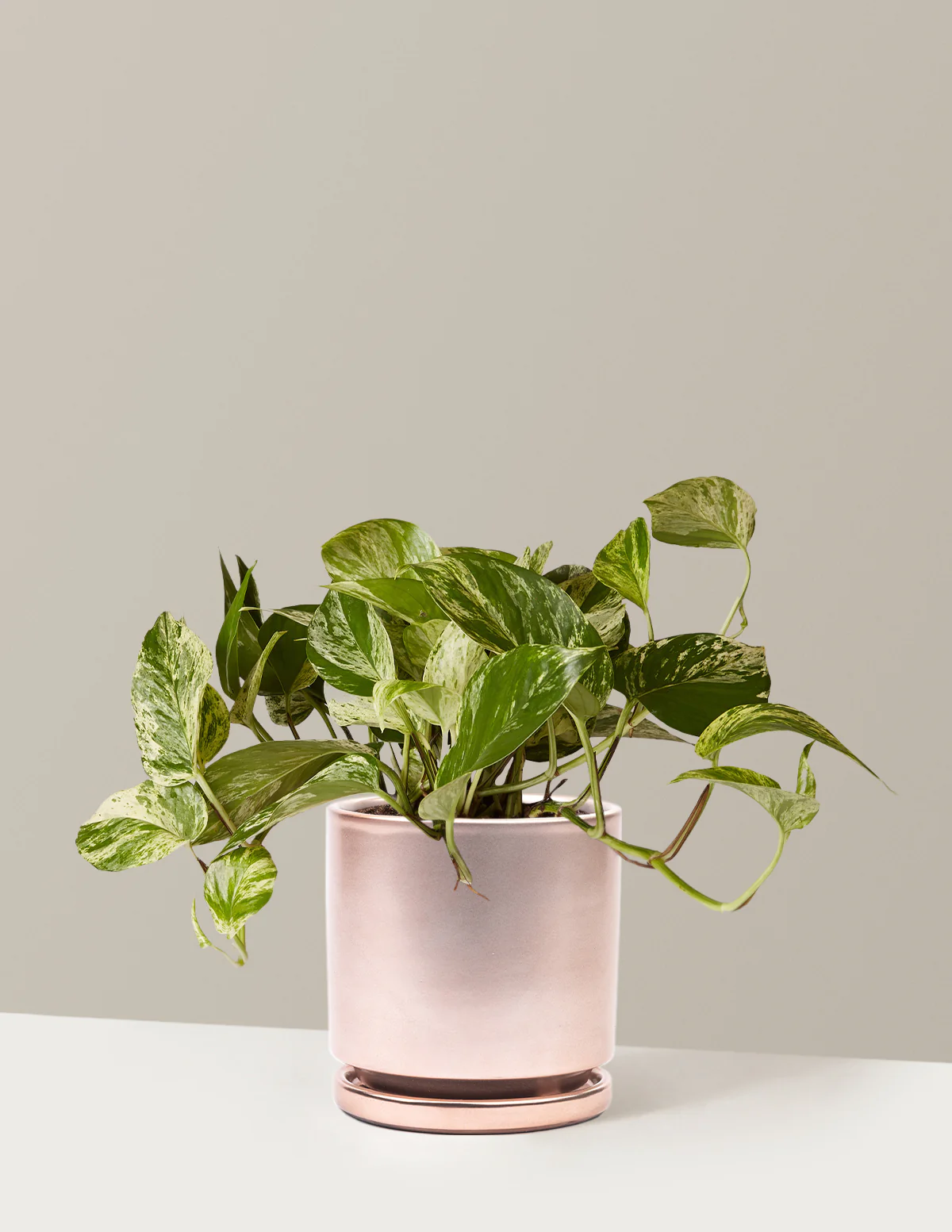 Pothos Marble Queen - Image 28