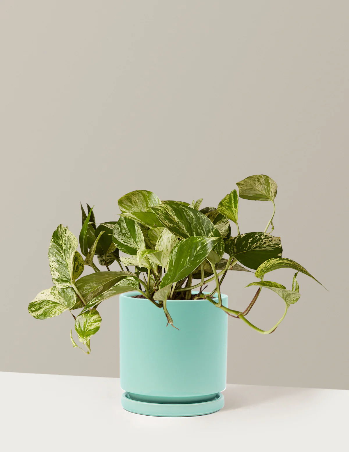 Pothos Marble Queen - Image 29