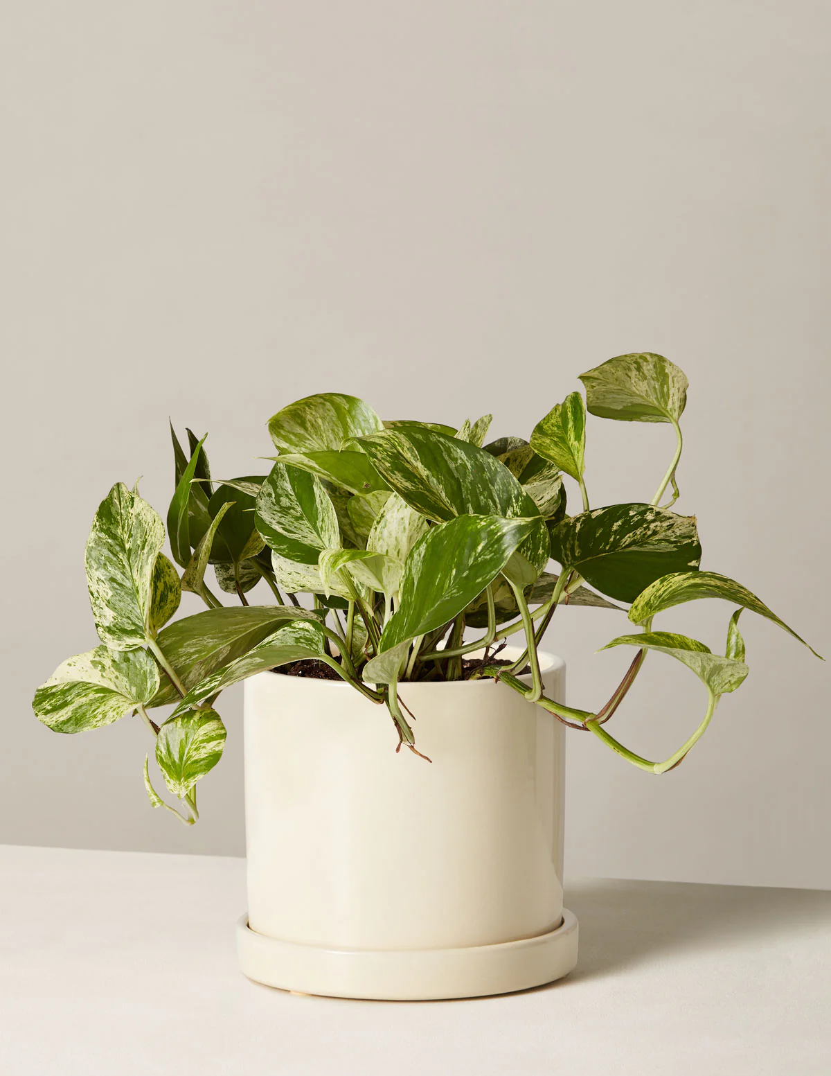 Pothos Marble Queen - Image 3