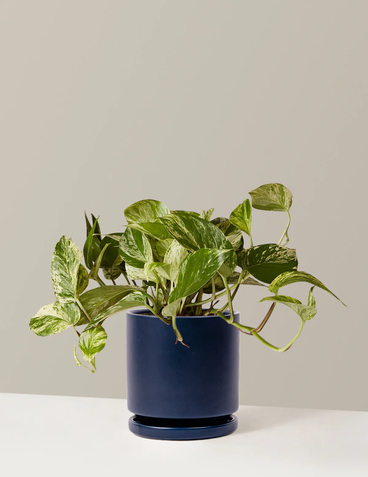 Pothos Marble Queen - Image 30