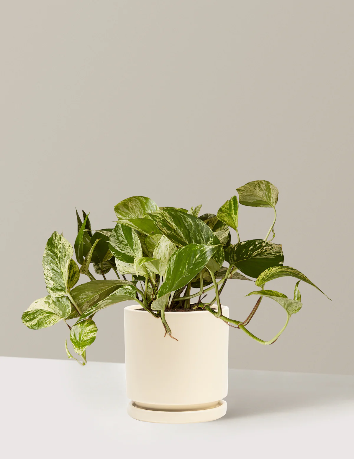 Pothos Marble Queen - Image 31