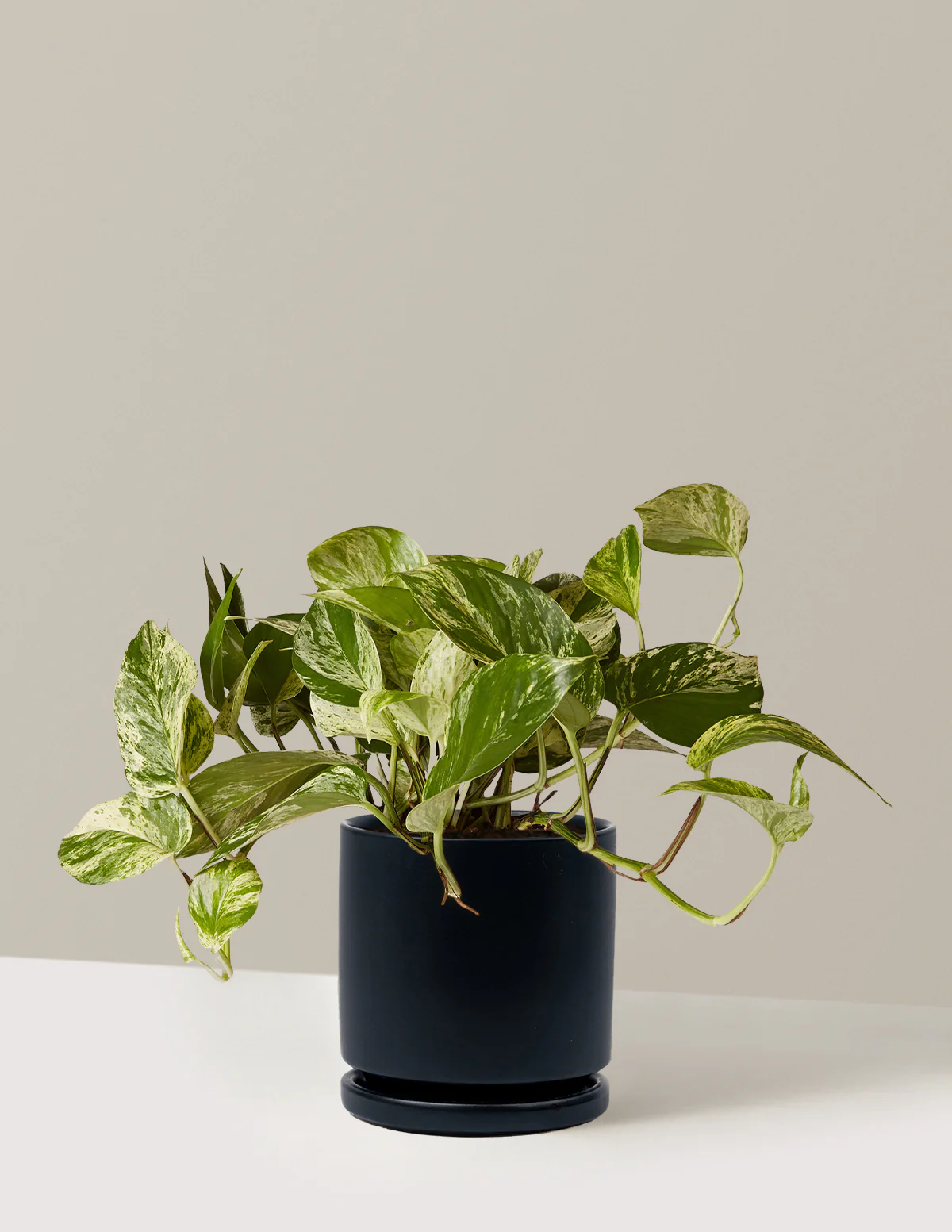 Pothos Marble Queen - Image 32
