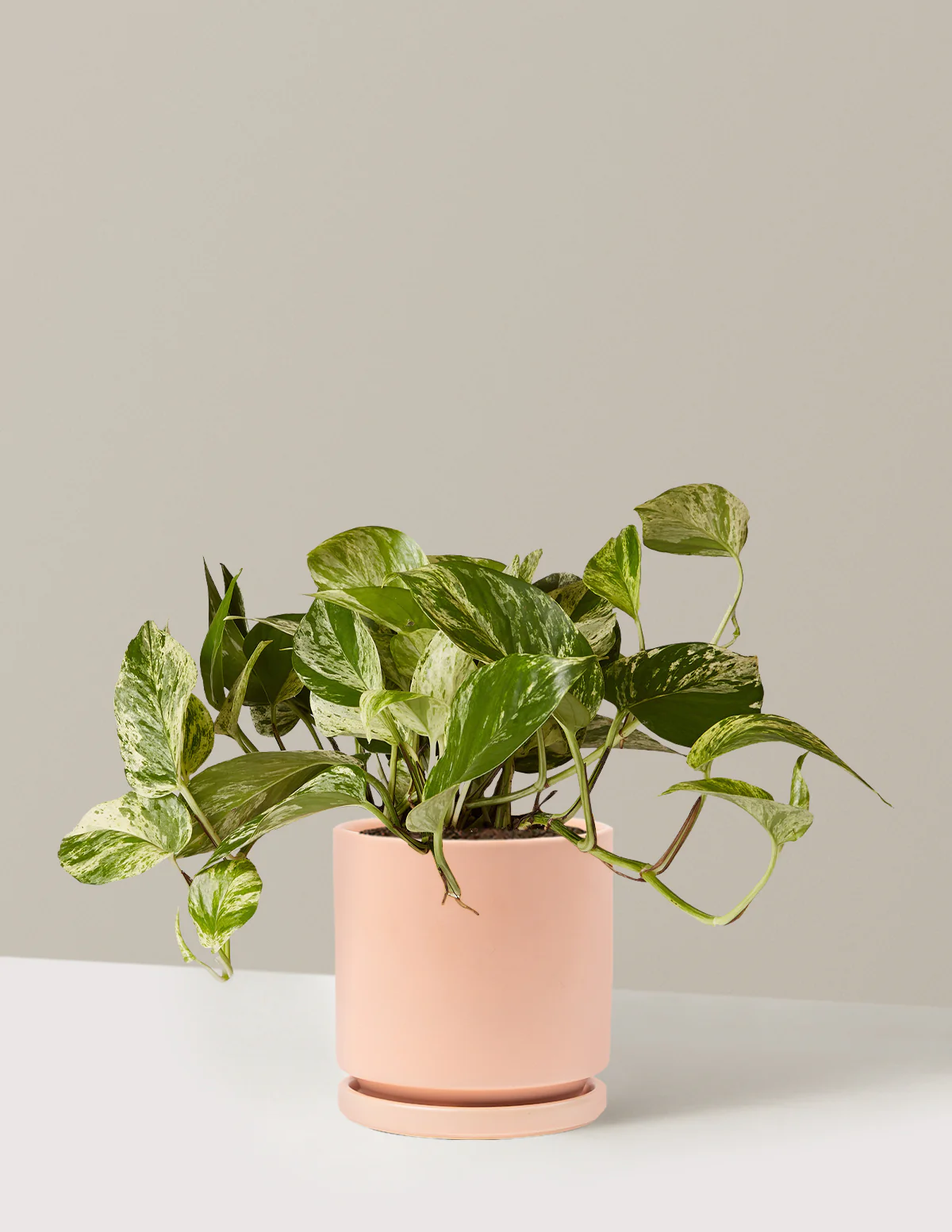 Pothos Marble Queen - Image 33
