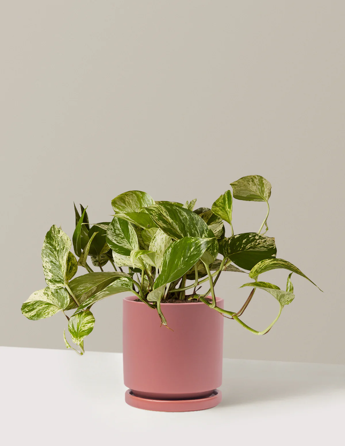Pothos Marble Queen - Image 34
