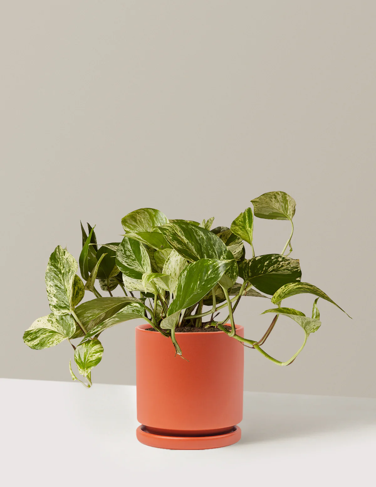 Pothos Marble Queen - Image 35