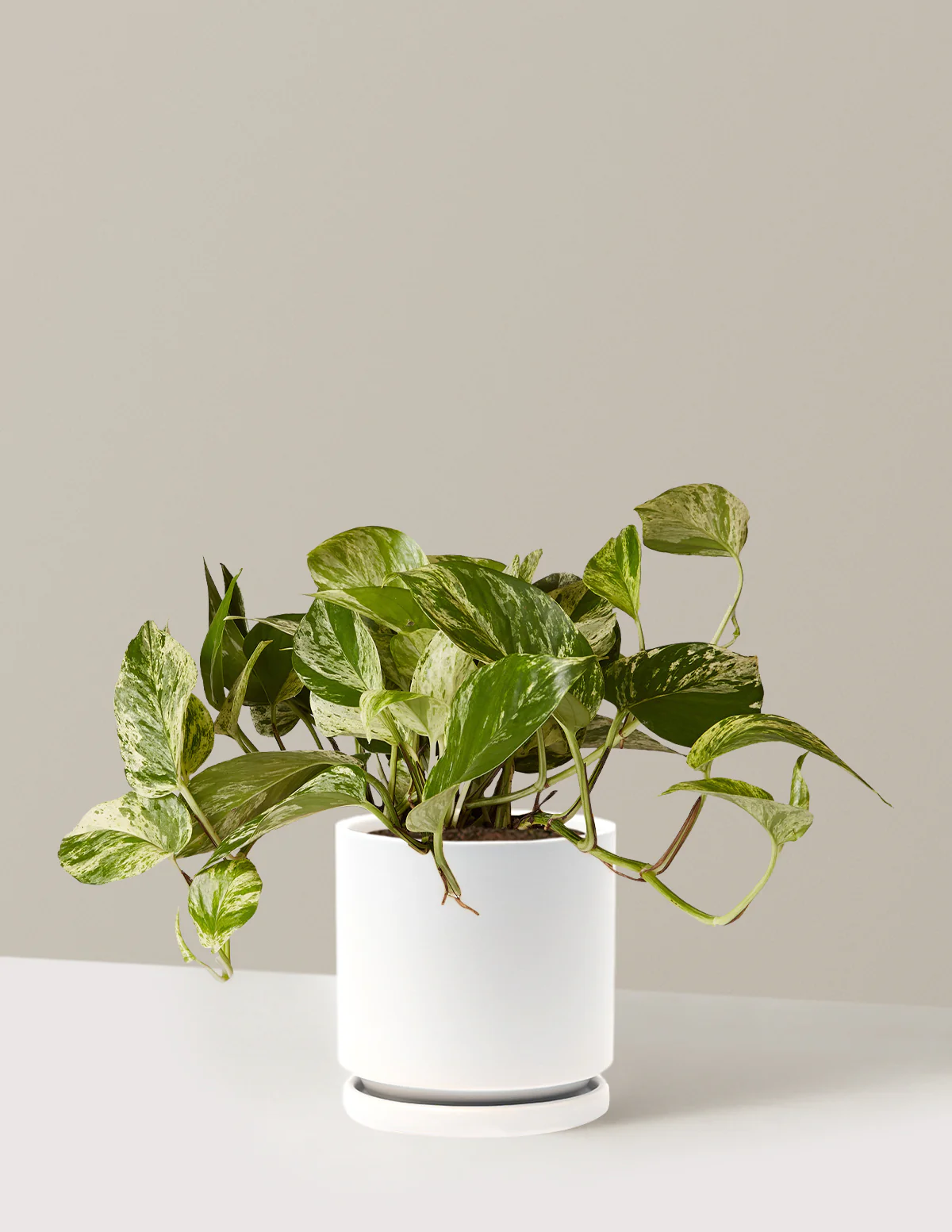 Pothos Marble Queen - Image 36