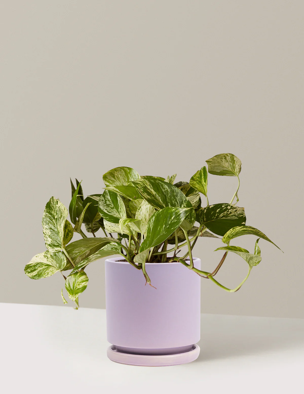 Pothos Marble Queen - Image 37