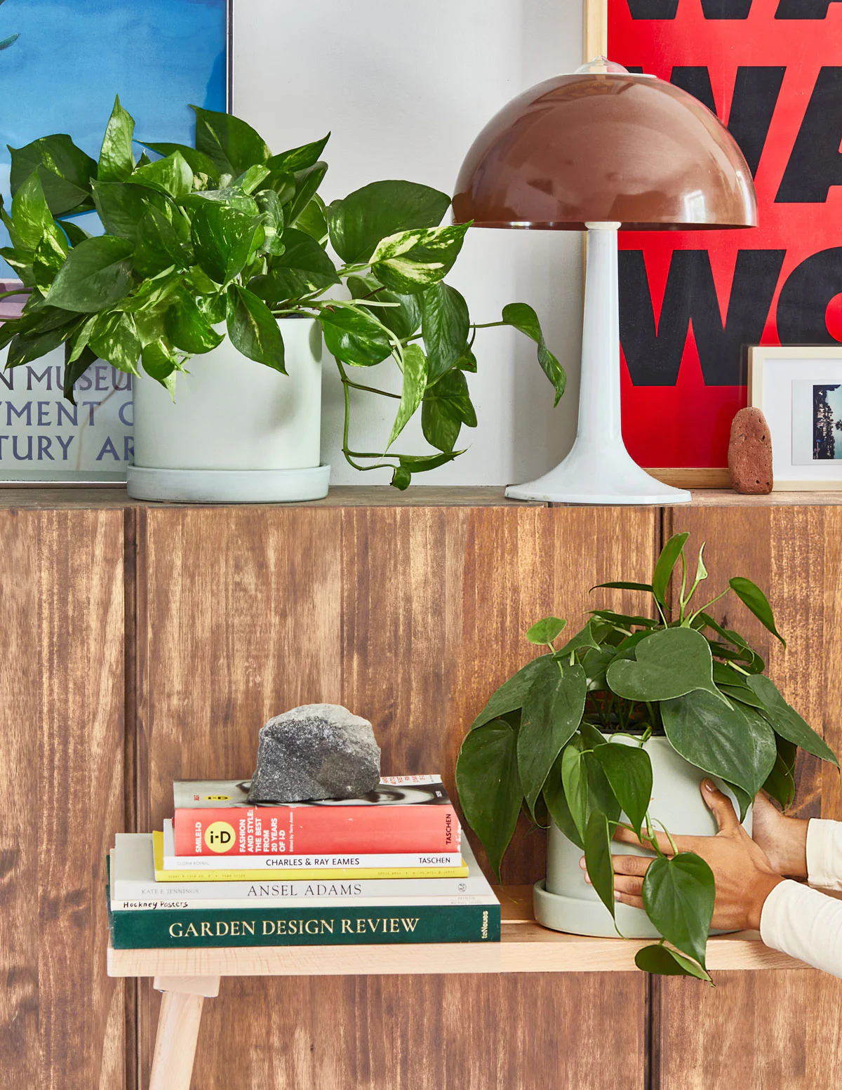 Pothos Marble Queen - Image 4