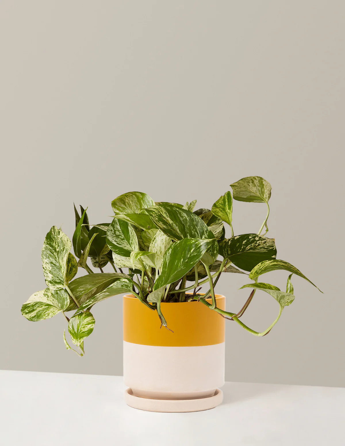 Pothos Marble Queen - Image 7