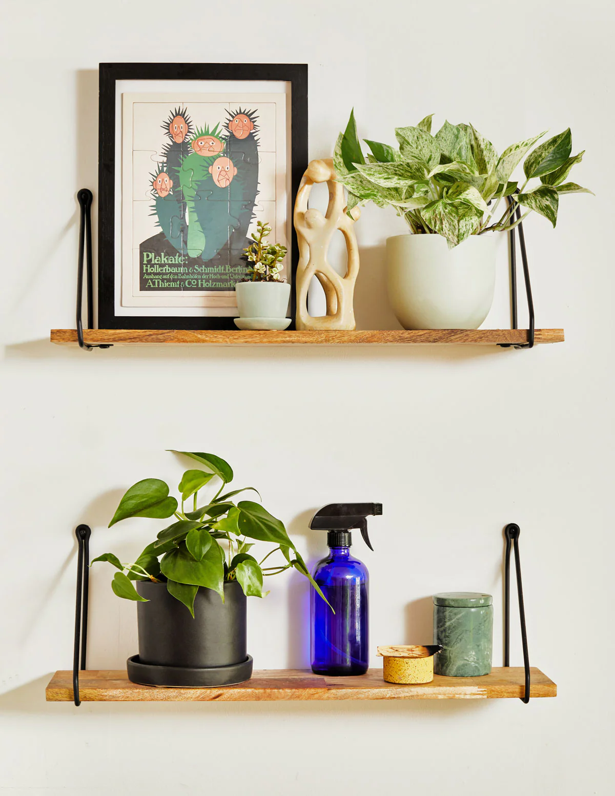 Pothos Marble Queen - Image 8