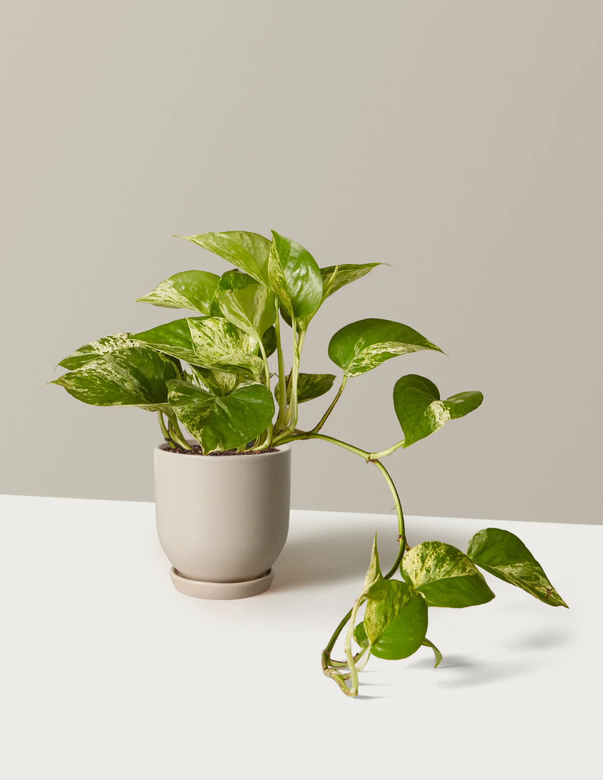 Pothos Marble Queen - Image 9