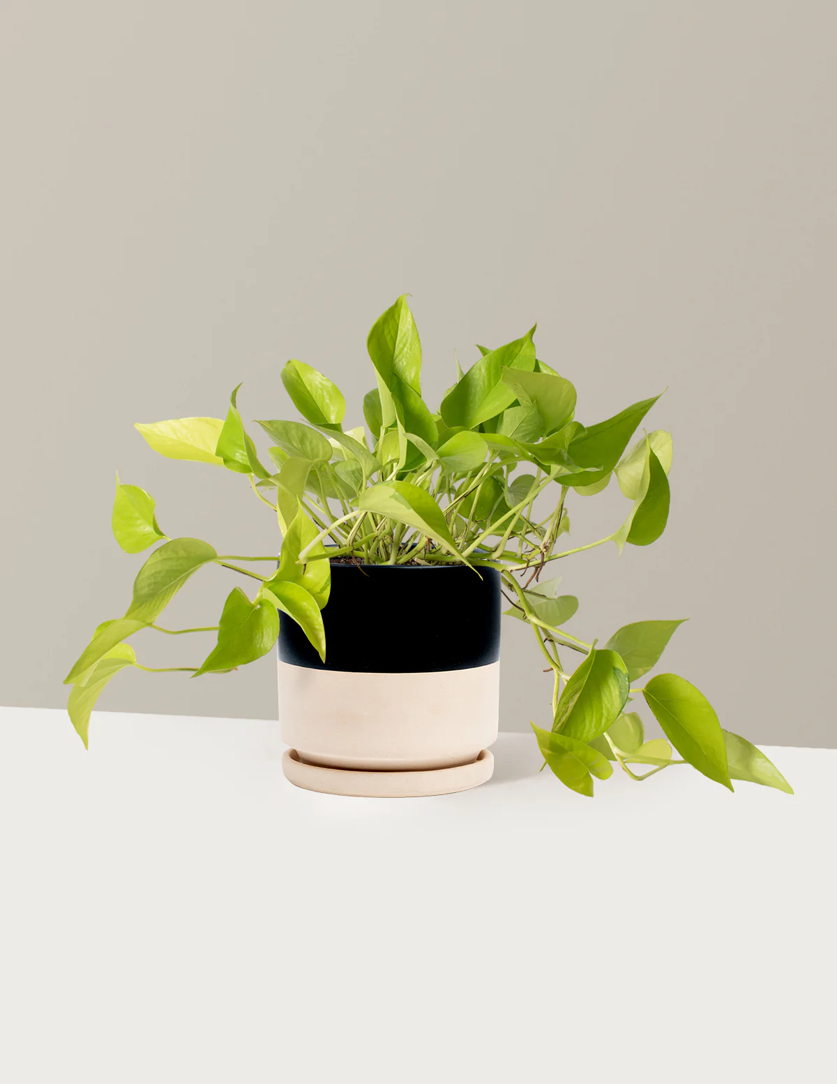 Pothos Neon - Image 10