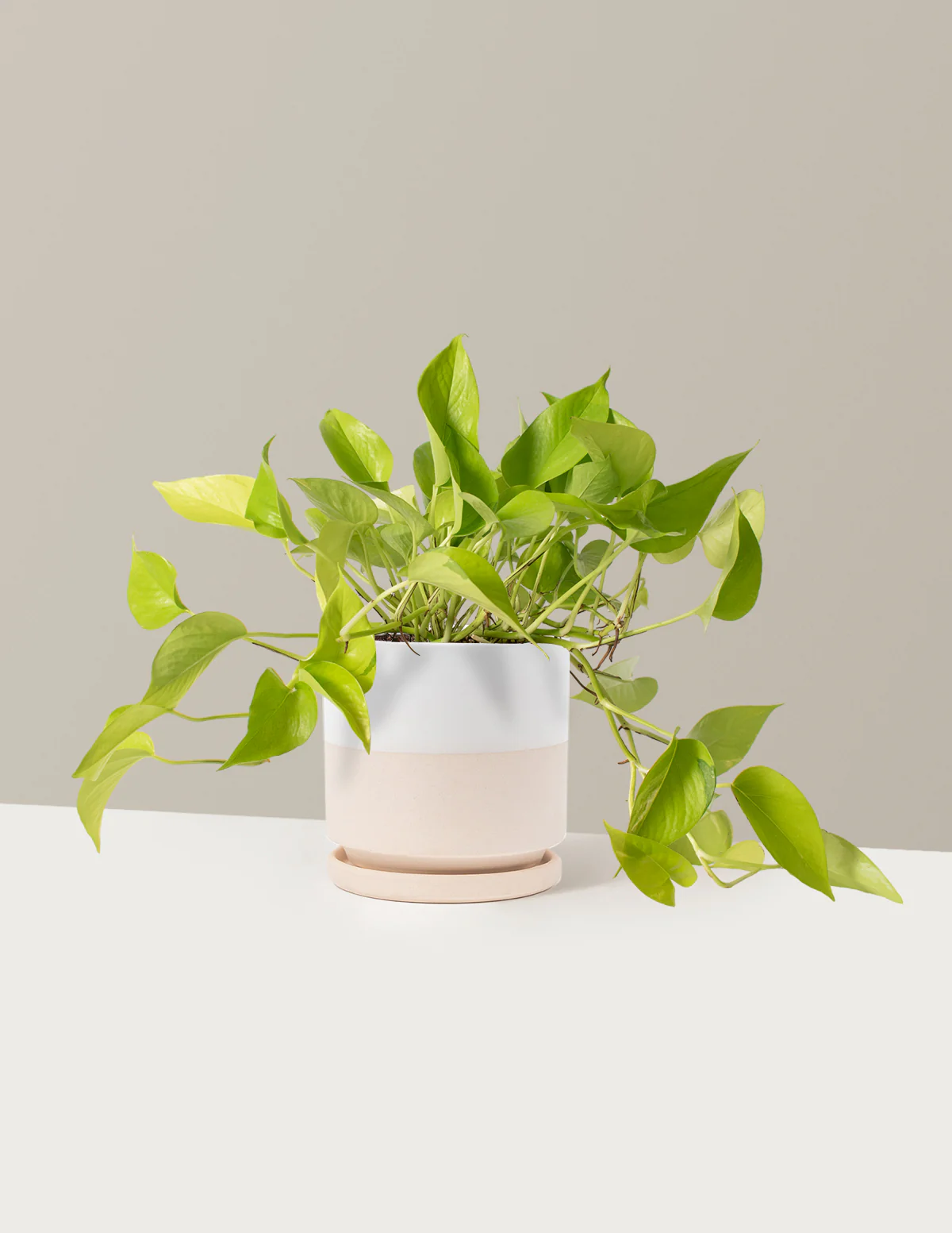 Pothos Neon - Image 11