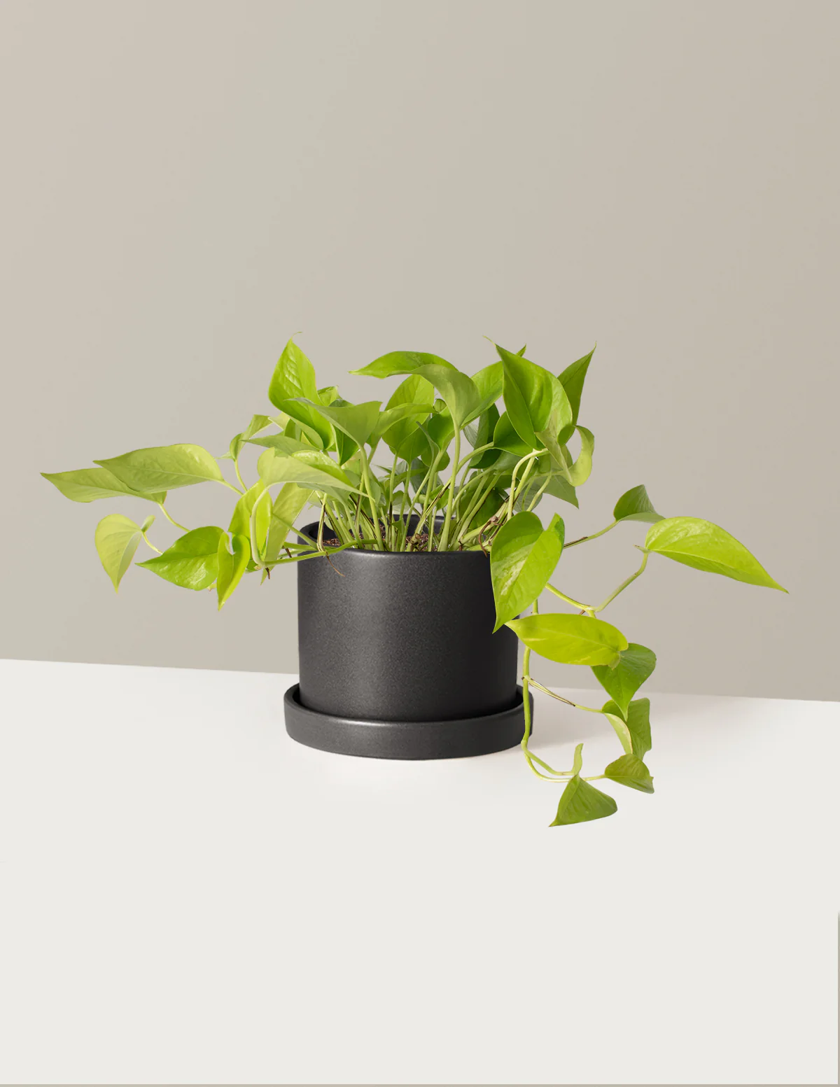 Pothos Neon - Image 12