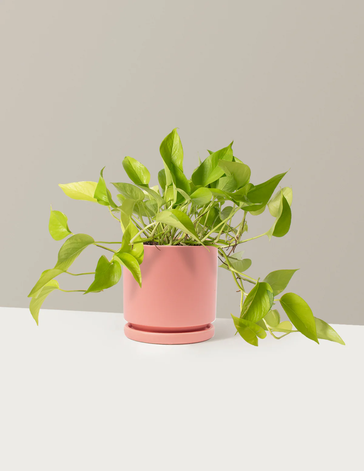 Pothos Neon - Image 13